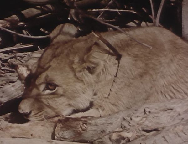 chasse-au-lion-4